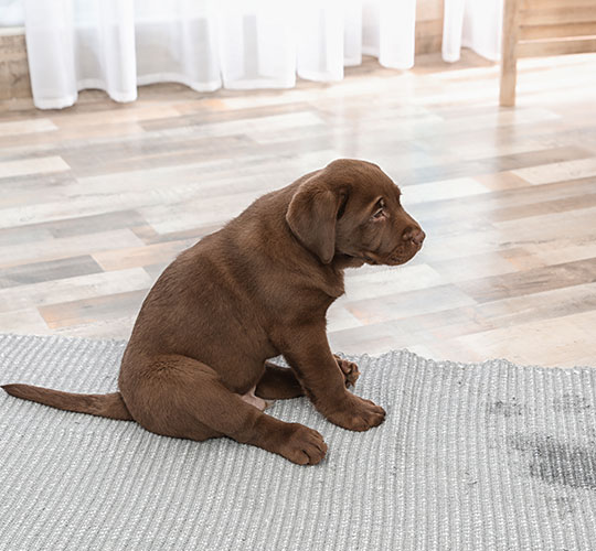 Carpet Pet Urine Treatment